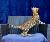 Bengal Cats for sale in Branford, CT, USA. price: $1,700