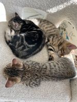 Bengal Cats for sale in Seattle, WA, USA. price: $500