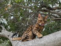 Bengal Cats for sale in Westwood, Los Angeles, CA, USA. price: $2,000