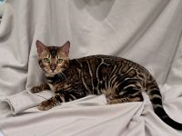 Bengal Cats for sale in Portland, OR, USA. price: $1,000