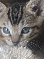 Bengal Cats for sale in 15 Somerset Ln, Edgewater, NJ 07020, USA. price: $350