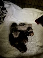Bengal Cats for sale in Clifton, NJ, USA. price: $1,500