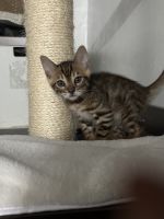 Bengal Cats for sale in Bloomington, MN, USA. price: $700