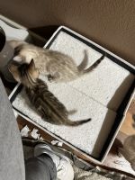 Bengal Cats for sale in Springfield, OR, USA. price: $1,000