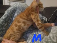 Bengal Cats for sale in Springfield, OR, USA. price: $650