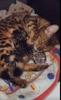 Bengal Cats for sale in 100 Dorigo Ln, Secaucus, NJ 07094, USA. price: $1,200
