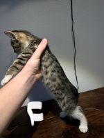Bengal Cats for sale in Everett, WA 98204, USA. price: NA
