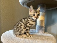 Bengal Cats for sale in Kyle, TX, USA. price: $2,500