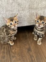 Bengal Cats for sale in Leesburg, GA 31763, USA. price: $2,000