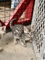 Bengal Cats for sale in San Diego, California. price: NA