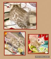 Bengal Cats for sale in Westfield, North Carolina. price: $1,600