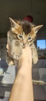 Bengal Cats for sale in Beaverton, Oregon. price: NA