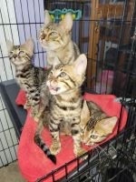 Bengal Cats for sale in Antioch, California. price: $1,200