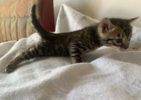 Bengal Cats for sale in San Antonio, TX, USA. price: $1,200