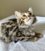Bengal Cats for sale in Sugar Land, Texas. price: $2,500