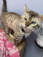 Bengal Cats for sale in Port St. Lucie, Florida. price: $1,100