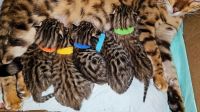 Bengal Cats for sale in Grand Rapids, Michigan. price: $1,500