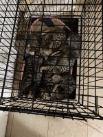 Bengal Cats for sale in New York City, New York. price: $700