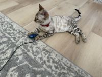 Bengal Cats for sale in Dearborn, Michigan. price: $1,000