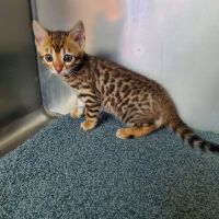 Bengal Cats for sale in Macomb Township, Michigan. price: $1,400