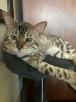Bengal Cats for sale in Port St. Lucie, Florida. price: $500