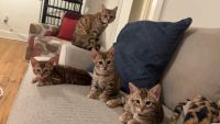 Bengal Cats for sale in Roanoke, Virginia. price: NA