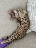 Bengal Cats for sale in Spring, Texas. price: $1,000