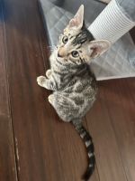 Bengal Cats for sale in Katy, Texas. price: $450