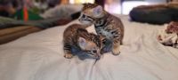 Bengal Cats for sale in Simi Valley, California. price: $1,300