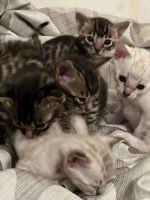 Bengal Cats for sale in Rochester, New York. price: $1,500