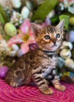 Bengal Cats for sale in Plattsburgh, NY, USA. price: $1,500
