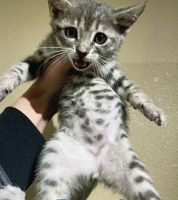 Bengal Cats for sale in Phoenix, Arizona. price: $1,000