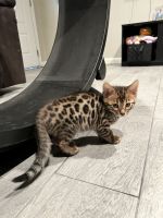 Bengal Cats for sale in Riverside, California. price: $1,500