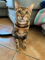 Bengal Cats for sale in Las Vegas, Nevada. price: NA
