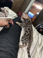 Bengal Cats for sale in Boston, Massachusetts. price: $1,500