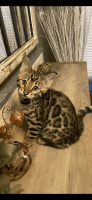 Bengal Cats for sale in Macomb Township, Michigan. price: $1,700