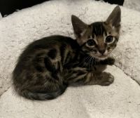 Bengal Cats for sale in Rochester, New York. price: NA