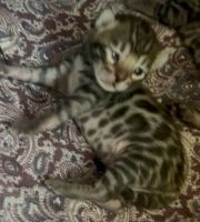 Bengal Cats for sale in Plattsburgh, New York. price: $1,800