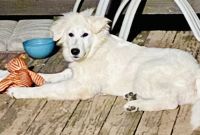 Berger Blanc Suisse Puppies for sale in Dallas-Fort Worth Metropolitan Area, TX, USA. price: NA