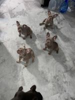Berger Blanc Suisse Puppies Photos