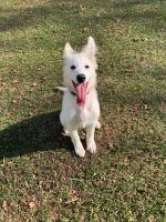 Berger Blanc Suisse Puppies for sale in Tallahassee, Florida. price: NA