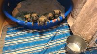 Berger Picard Puppies for sale in Tucson, AZ, USA. price: NA