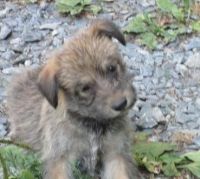 Berger Picard Puppies for sale in Philadelphia, PA, USA. price: NA