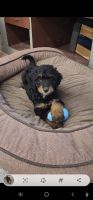 Bernedoodle Puppies for sale in St Joseph, MN, USA. price: NA