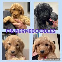 Bernedoodle Puppies for sale in Elbert County, CO, USA. price: NA