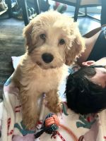 Bernedoodle Puppies for sale in 405 NE 2nd St, Fort Lauderdale, FL 33301, USA. price: NA