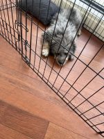 Bernedoodle Puppies for sale in Portland, OR, USA. price: NA