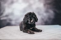 Bernedoodle Puppies for sale in Locust Grove, OK 74352, USA. price: NA