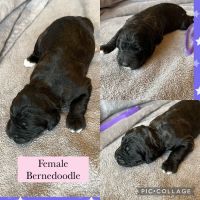 Bernedoodle Puppies Photos