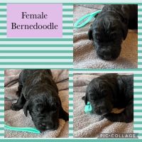Bernedoodle Puppies Photos